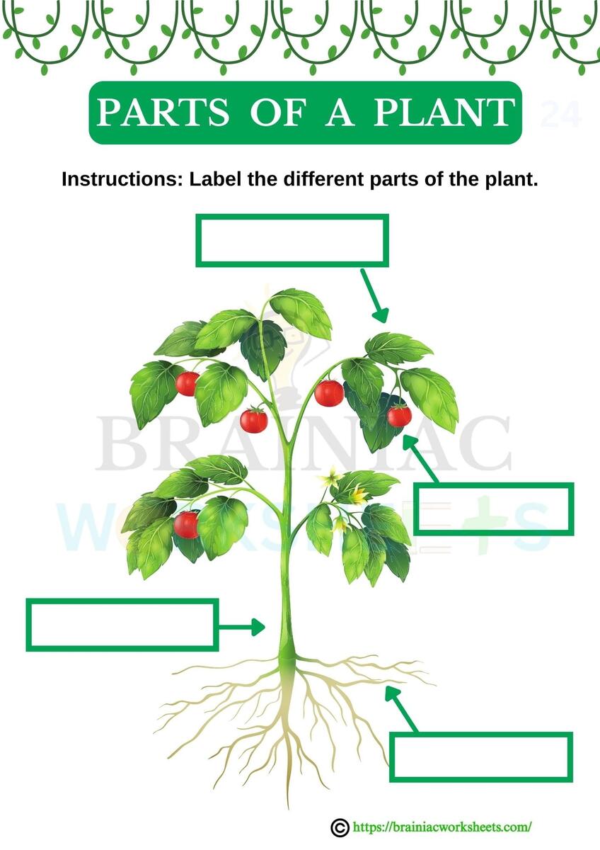 Label The Parts Of A Plant Science Worksheet For Class 2 Brainiac Worksheets