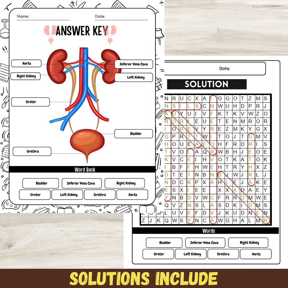 Label The Urinary System Worksheet Anatomy Of The Urinary System Activities Made By Teachers