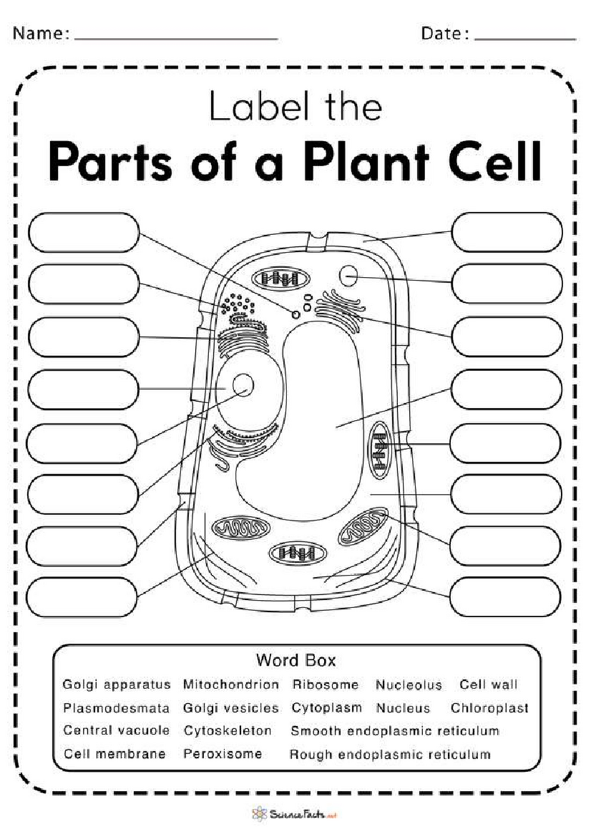 Labeling Worksheet For Plant Cell Structures Biol 101 Studocu