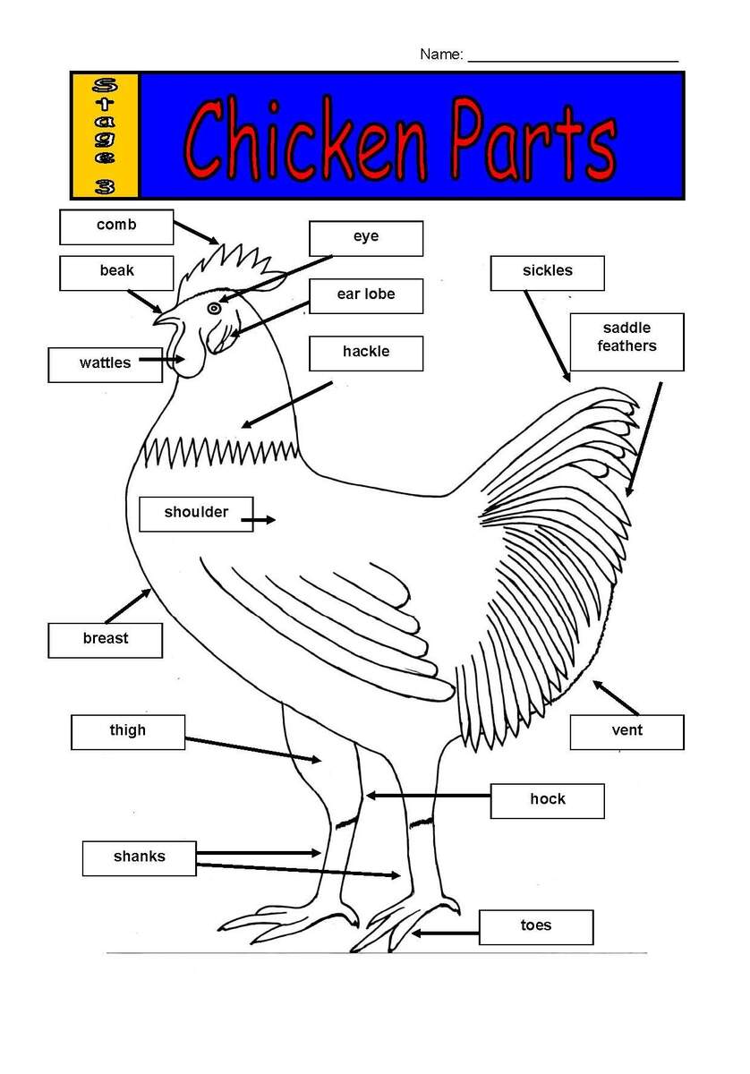 Labelling The Parts Of A Chicken Worksheet