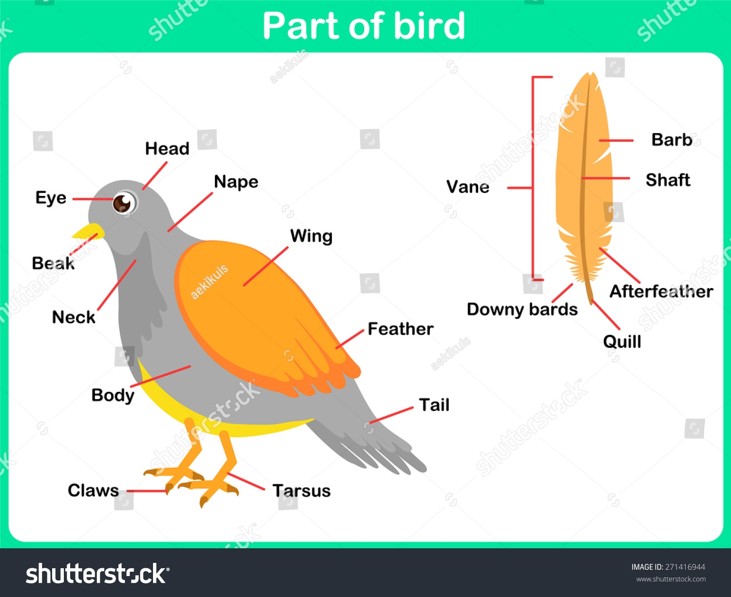 Leaning Parts Bird Kids Worksheet Stock Vector Royalty Free 271416944 Shutterstock Leaning Parts Bird Kids Worksheet Stock Vector Royalty Free 271416944 Shutterstock