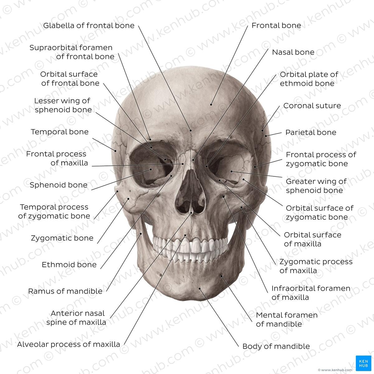 11 Human Skull Labeling Worksheet Free PDF At Worksheeto