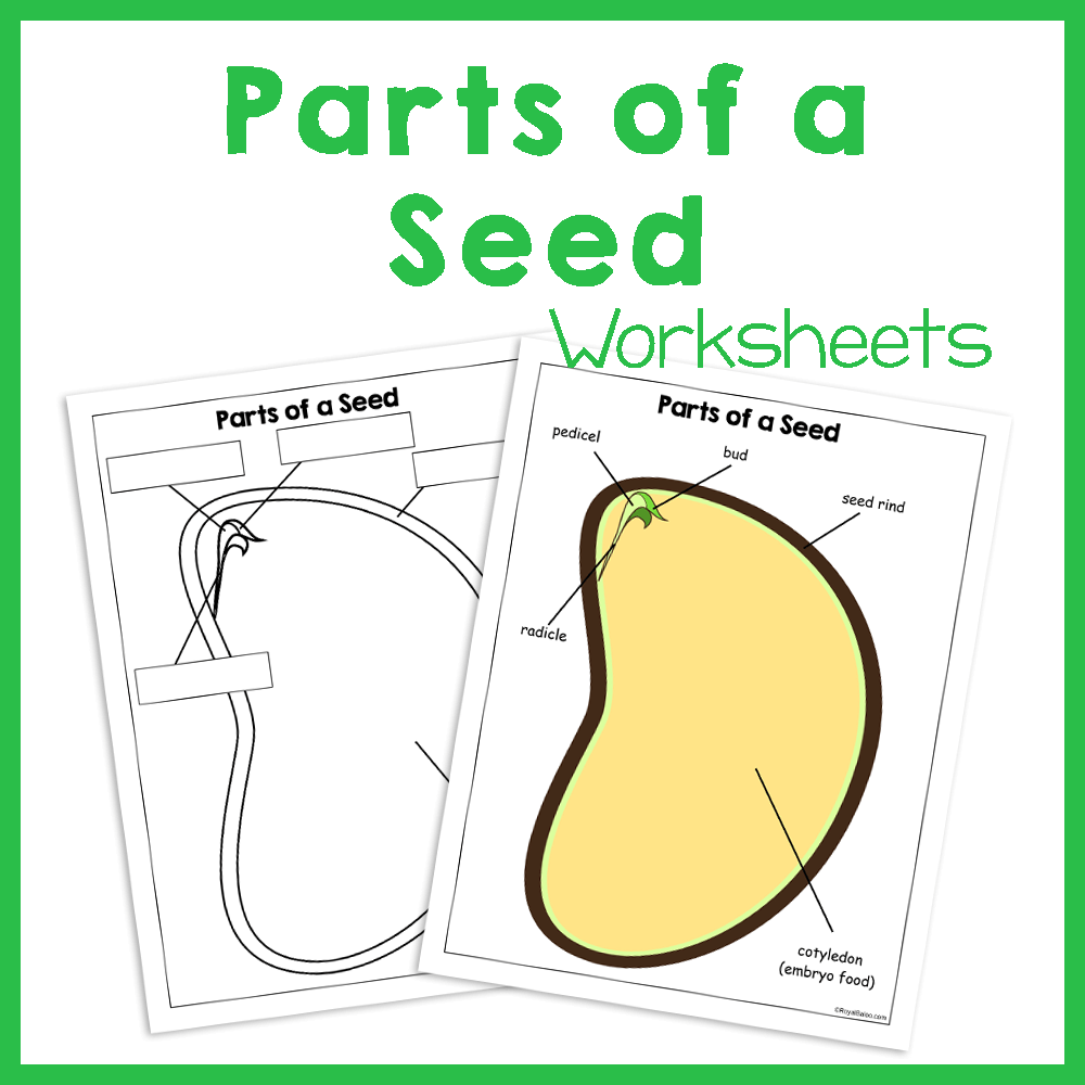 Seed Anatomy Coloring Page Educational Science Illustration TPT