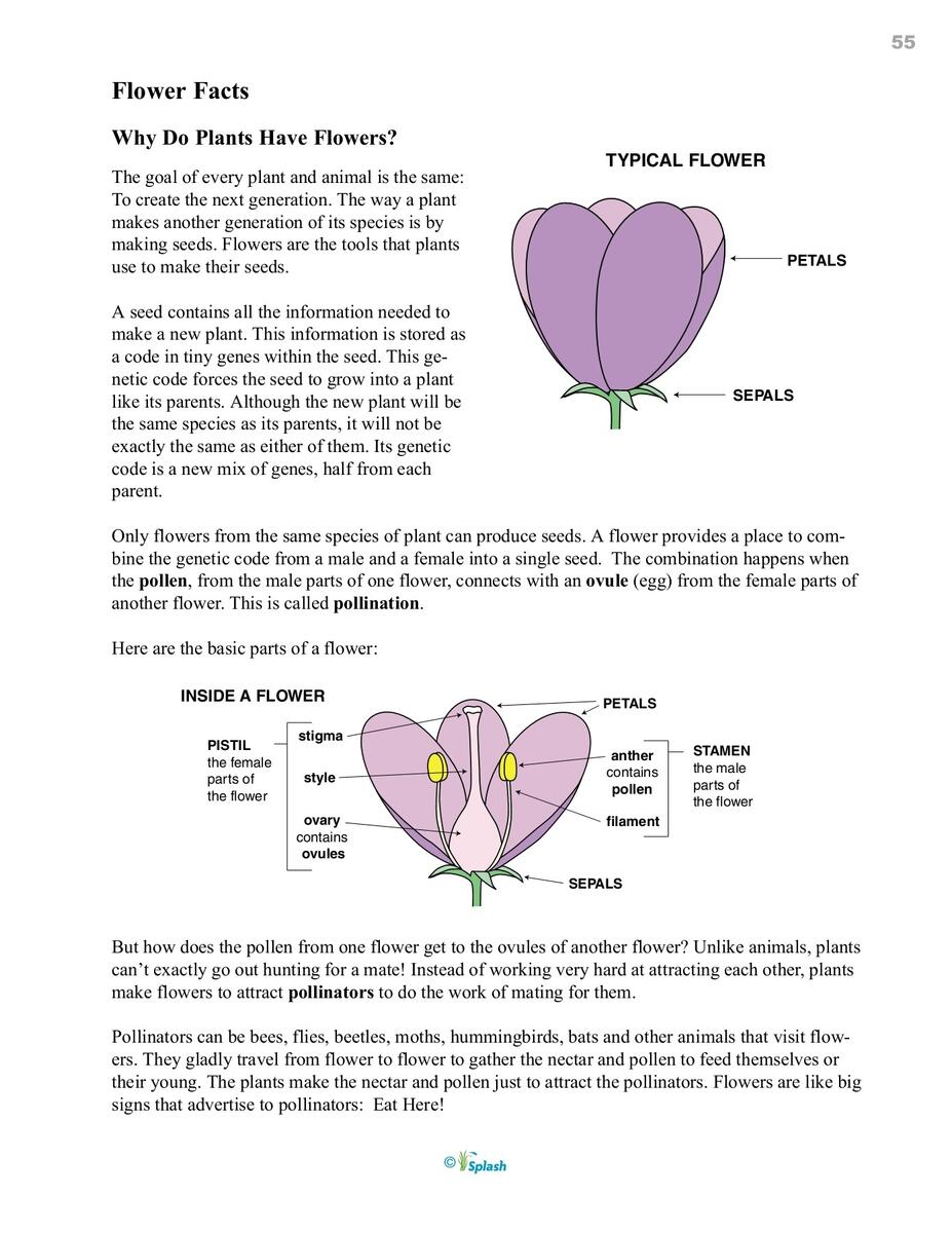 Lesson Nine Flower Facts Sacramento Splash Flip EBook Pages 1 5 AnyFlip Lesson Nine Flower Facts Sacramento Splash Flip EBook Pages 1 5 AnyFlip