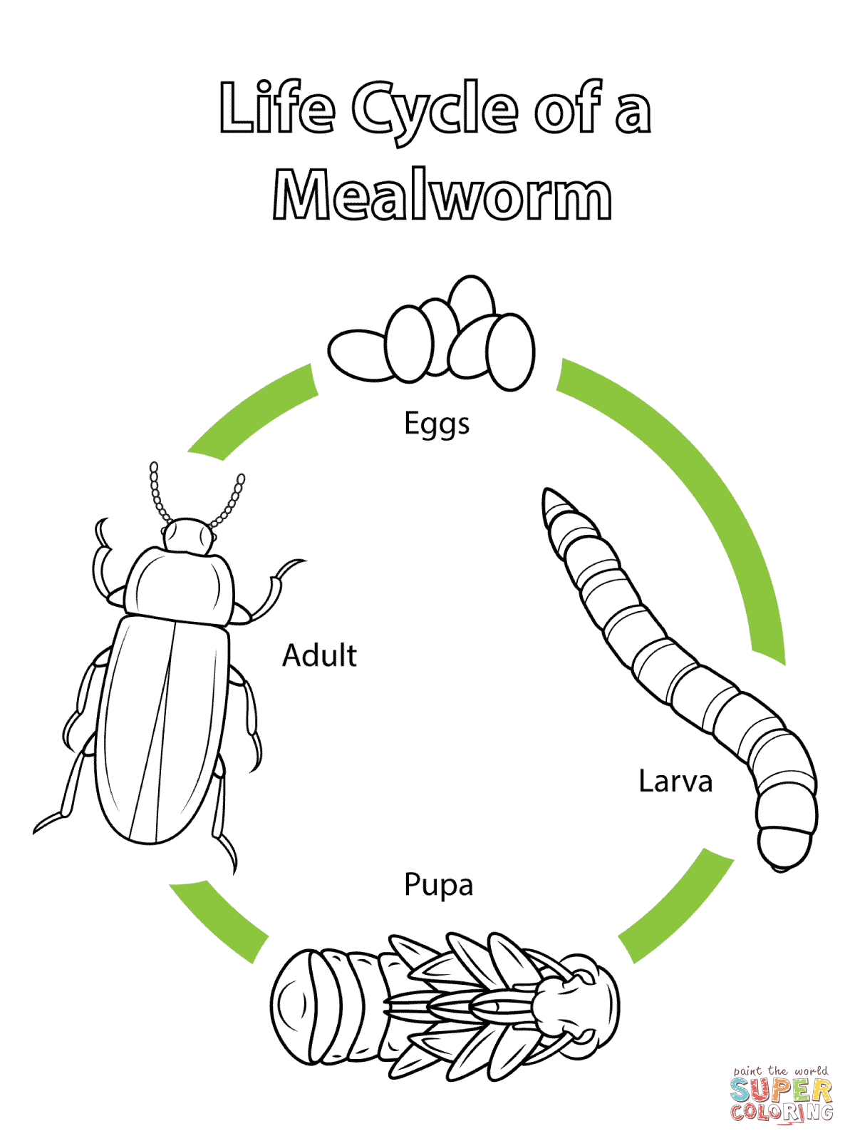 Life Cycle Of A Mealworm Worksheet Mentor Text Monday Mealworm Life Cycle Primary Planet
