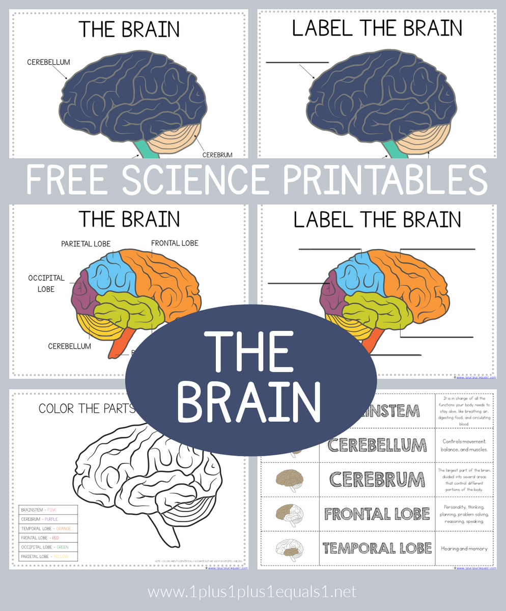 Life Science Printables Parts Of The Brain Worksheets 1 1 1 1