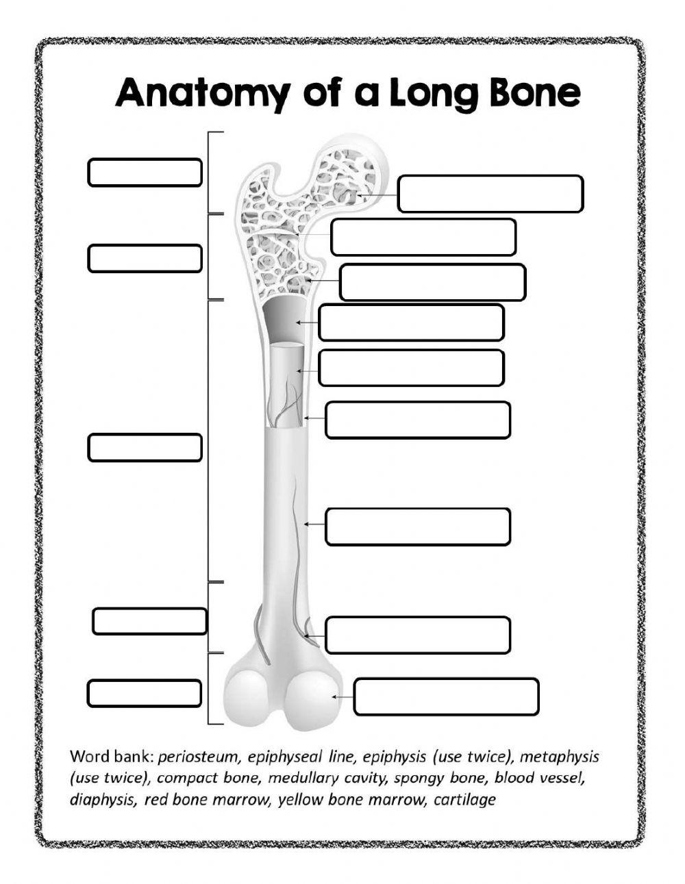 Long Bone Anatomy Online Exercise For Worksheets Library Long Bone Anatomy Online Exercise For Worksheets Library