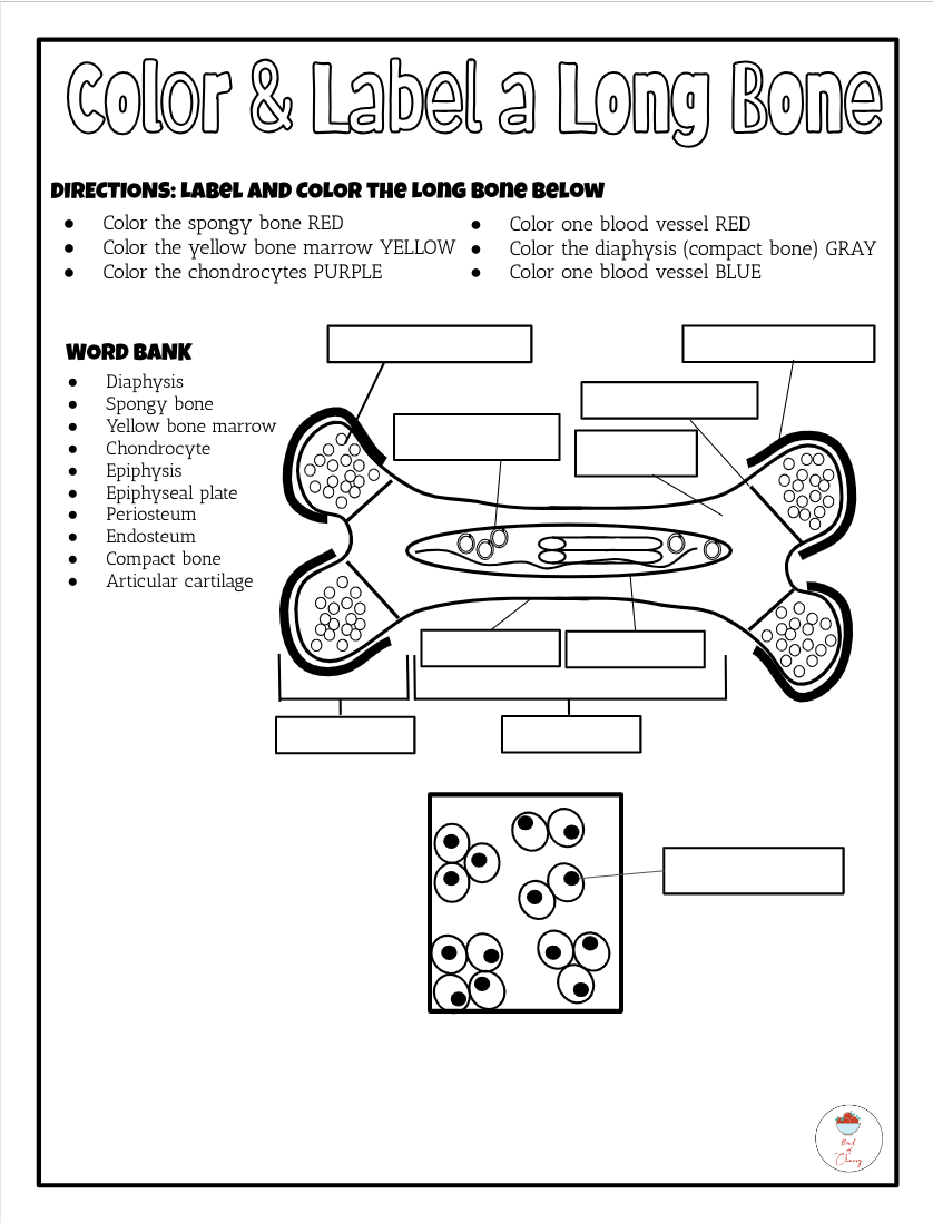 Long Bone Anatomy Reading Coloring Quiz PDF Classful