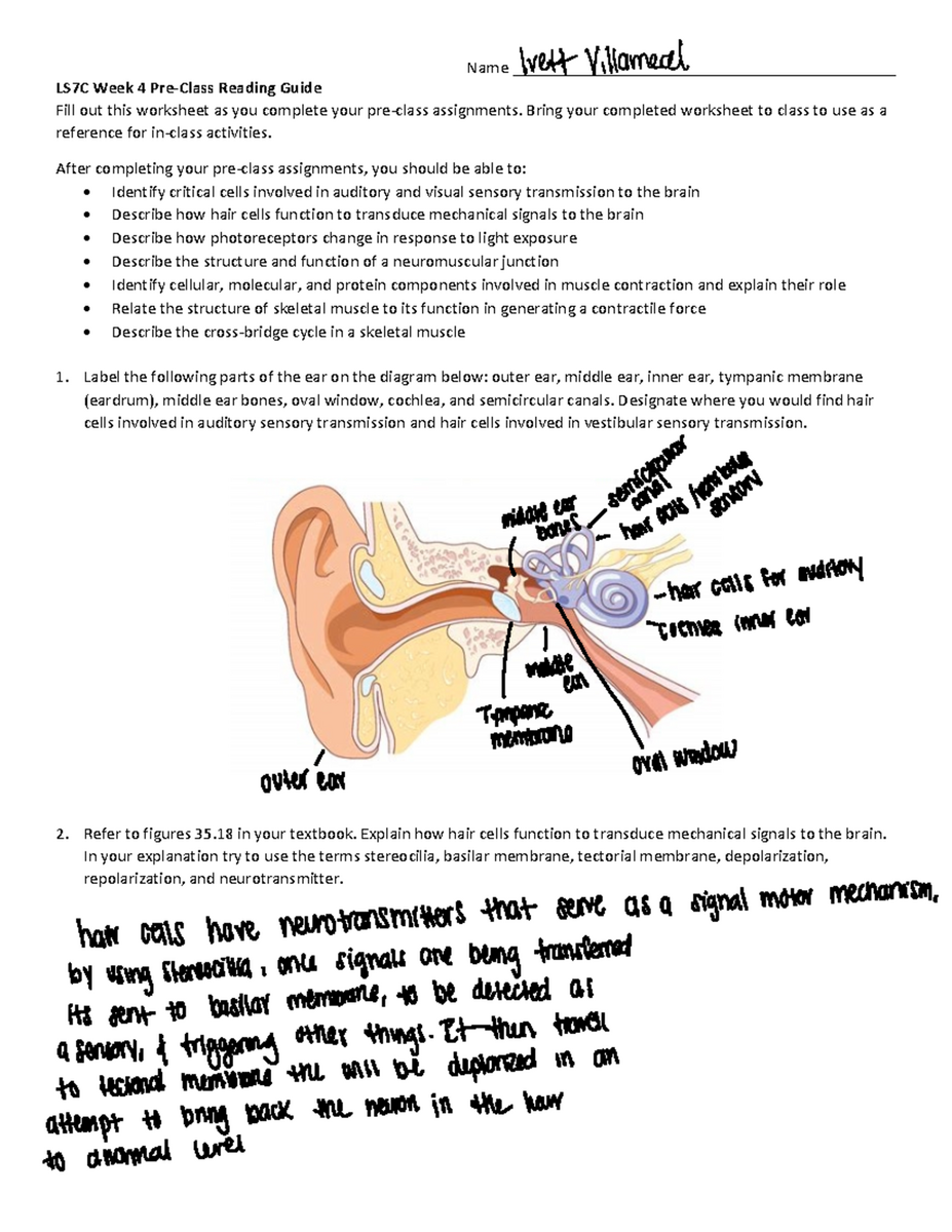 LS7C Week 4 Pre Class Worksheet Sensory Transmission Muscle Contraction Studocu