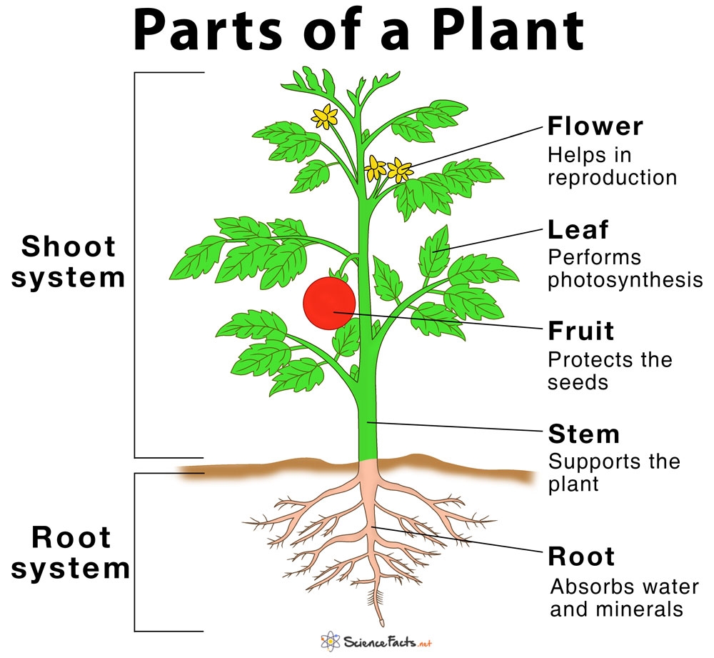 Main Parts Of A Plant Their Functions Structure Diagram