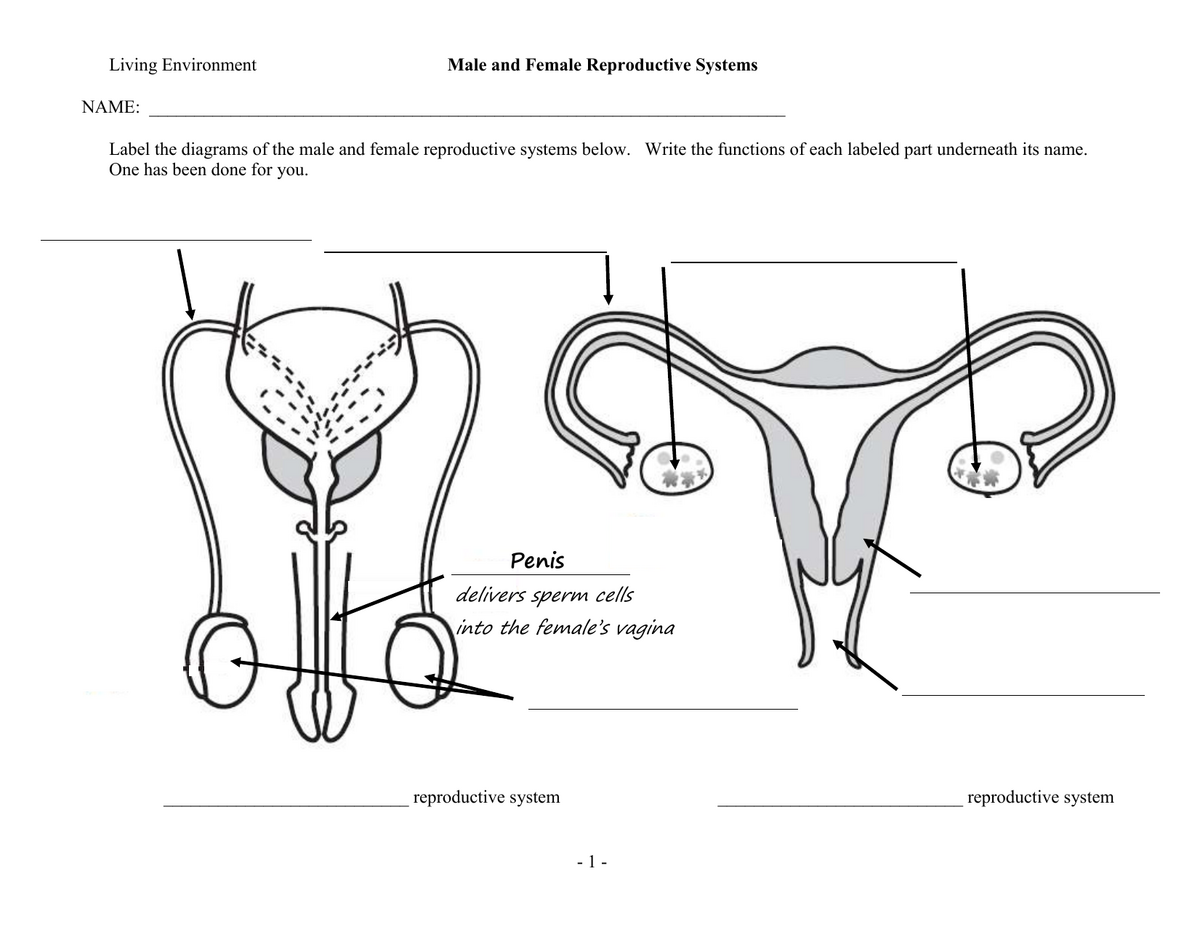 Male Female Reproductive Systems Worksheet Male Female Reproductive Systems Worksheet