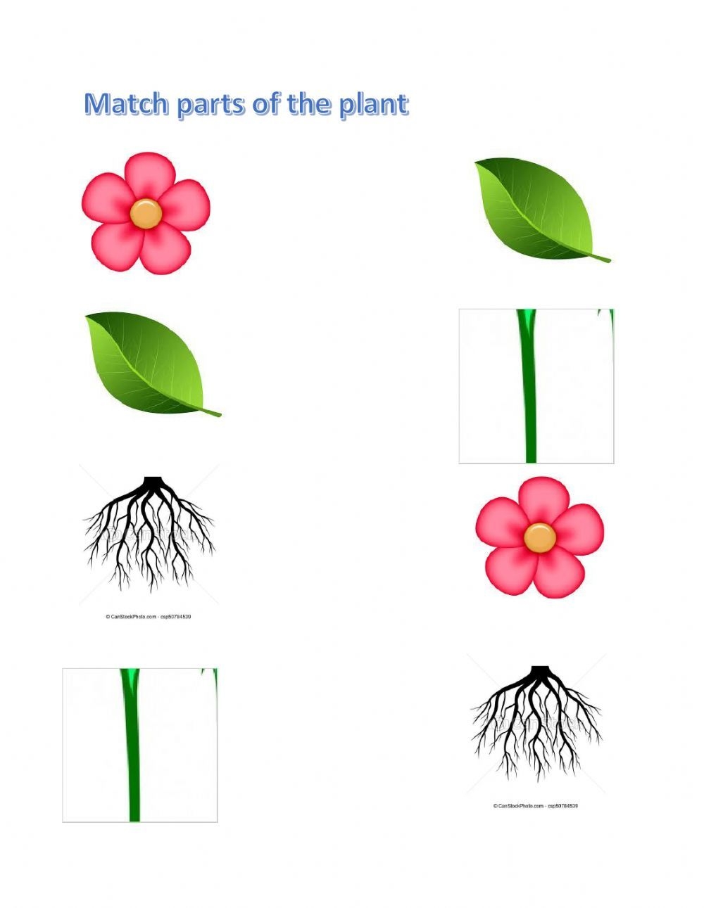 Match Parts Of The Plant Worksheet