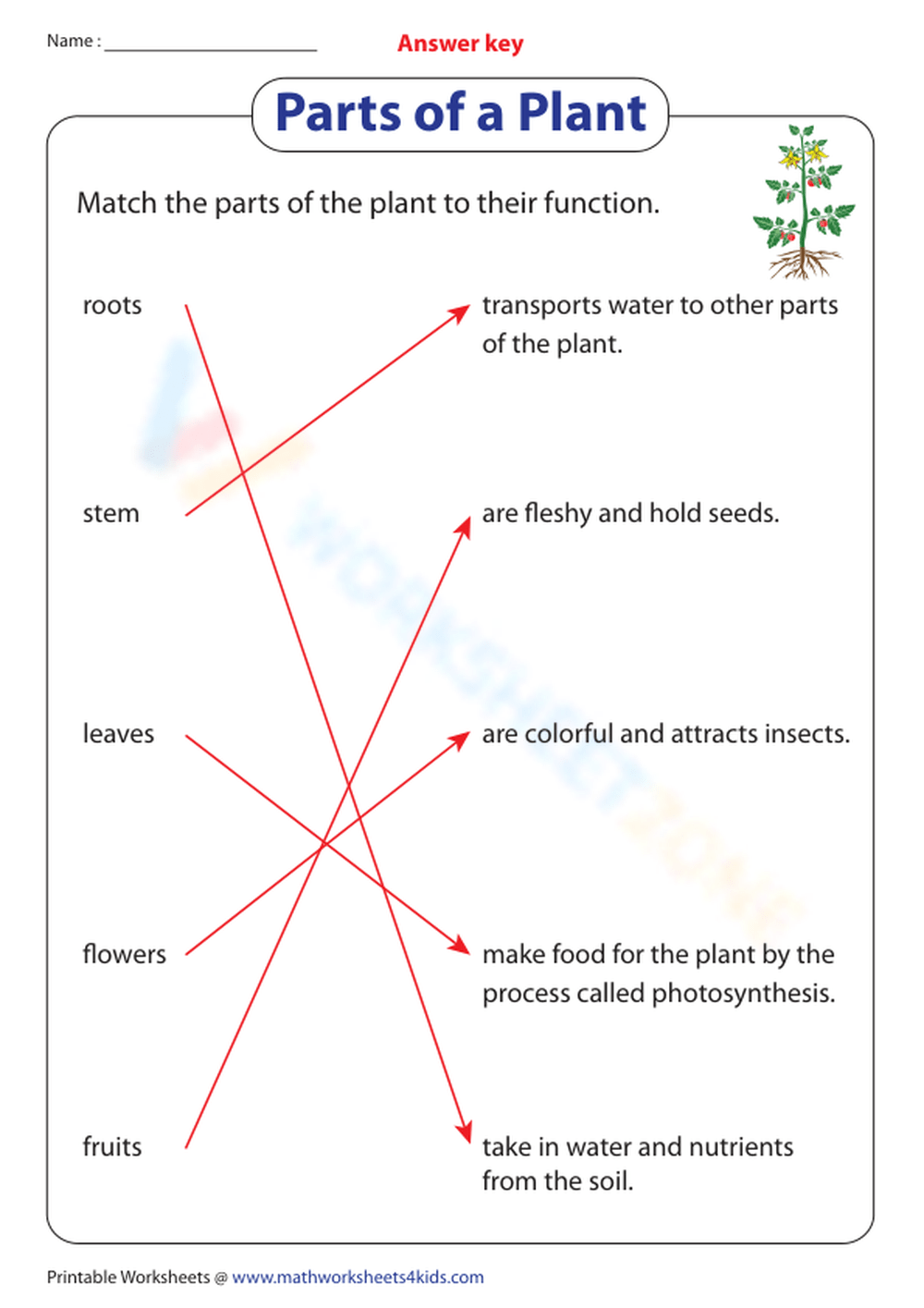 Match The Parts Of The Plant To Their Functions Worksheet