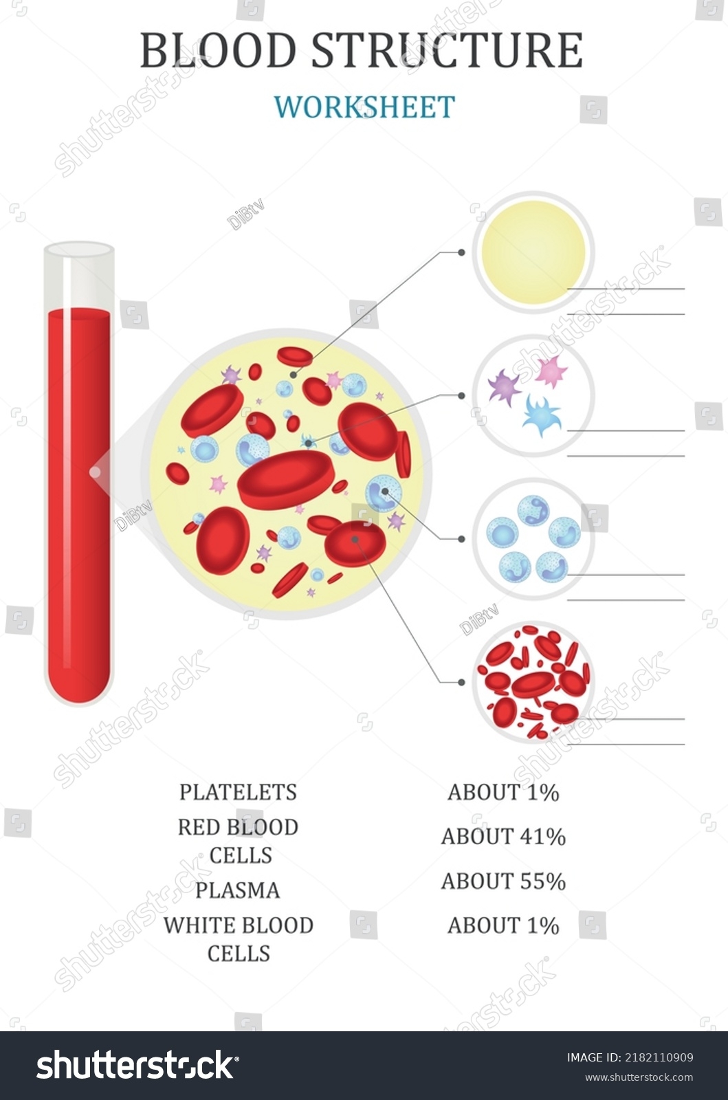 Medical Structure Blood Learning Words Education Stock Vector Royalty Free 2182110909 Shutterstock