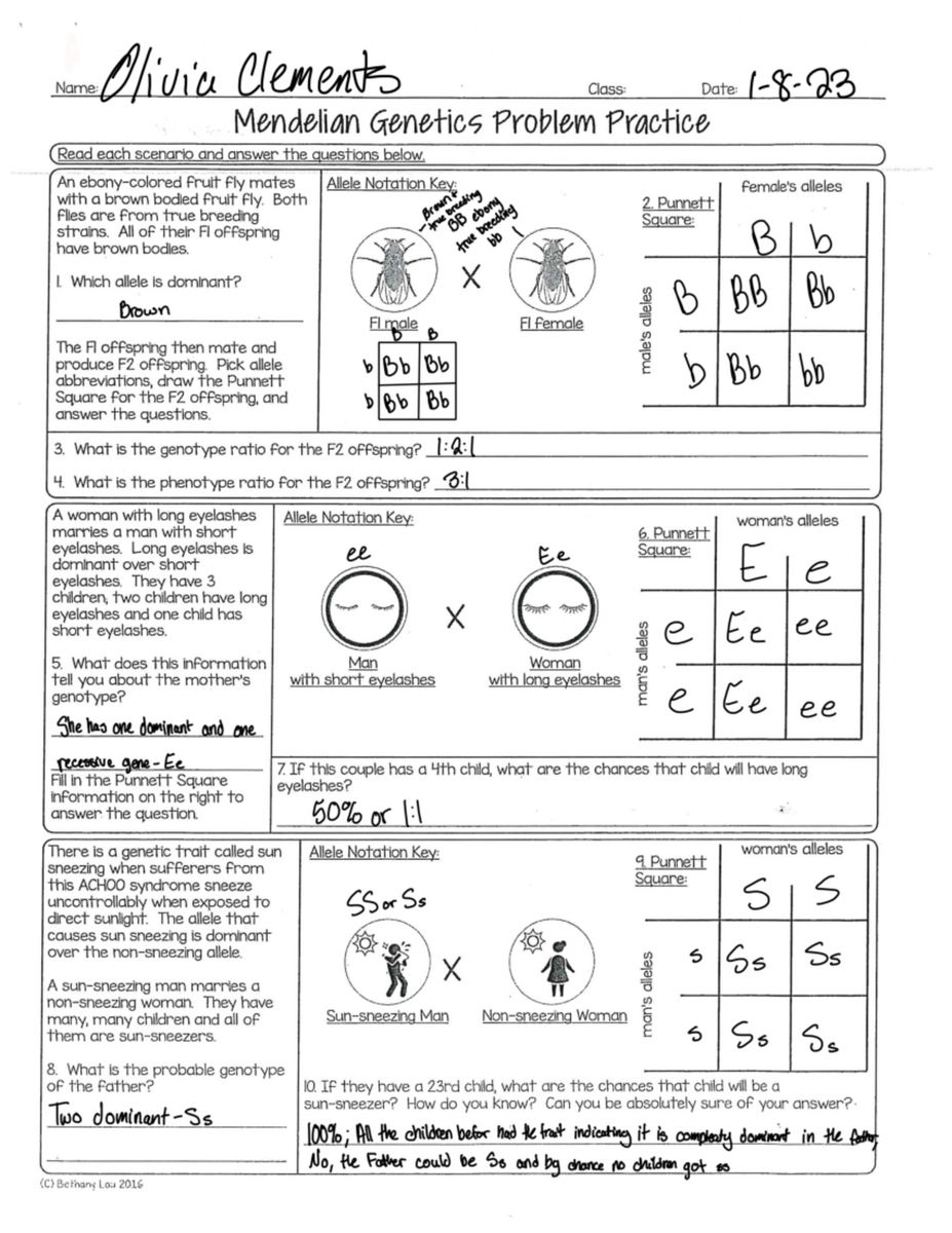 Mendelian Genetics Practice Problems Chapters 1 3 4 6 Studocu