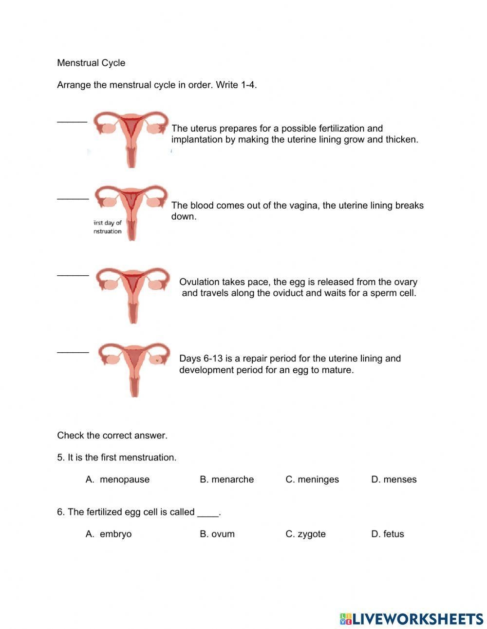 Menstrual Cycle Online Worksheet Worksheets Library Menstrual Cycle Online Worksheet Worksheets Library