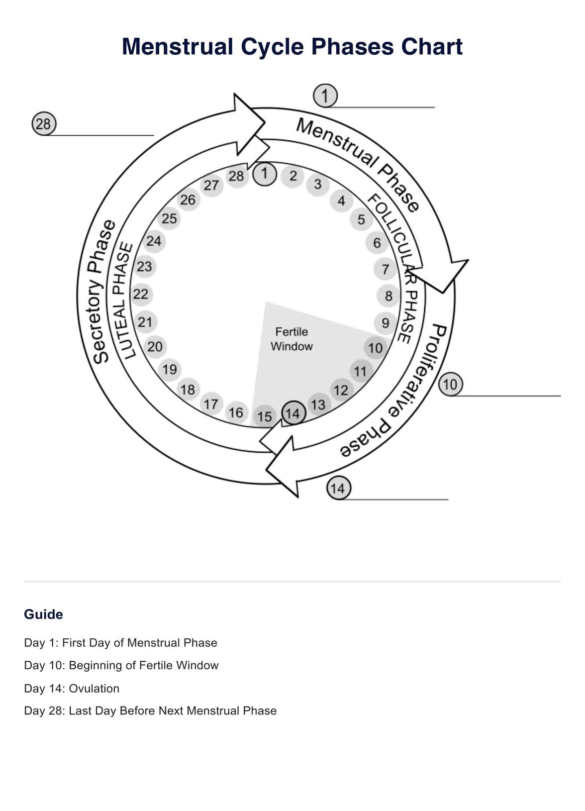 Menstrual Cycle Phases