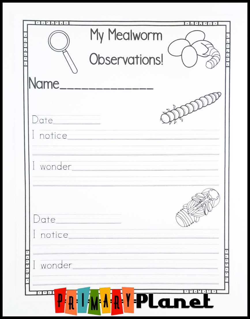 Mentor Text Monday Mealworm Life Cycle Primary Planet Mentor Text Monday Mealworm Life Cycle Primary Planet