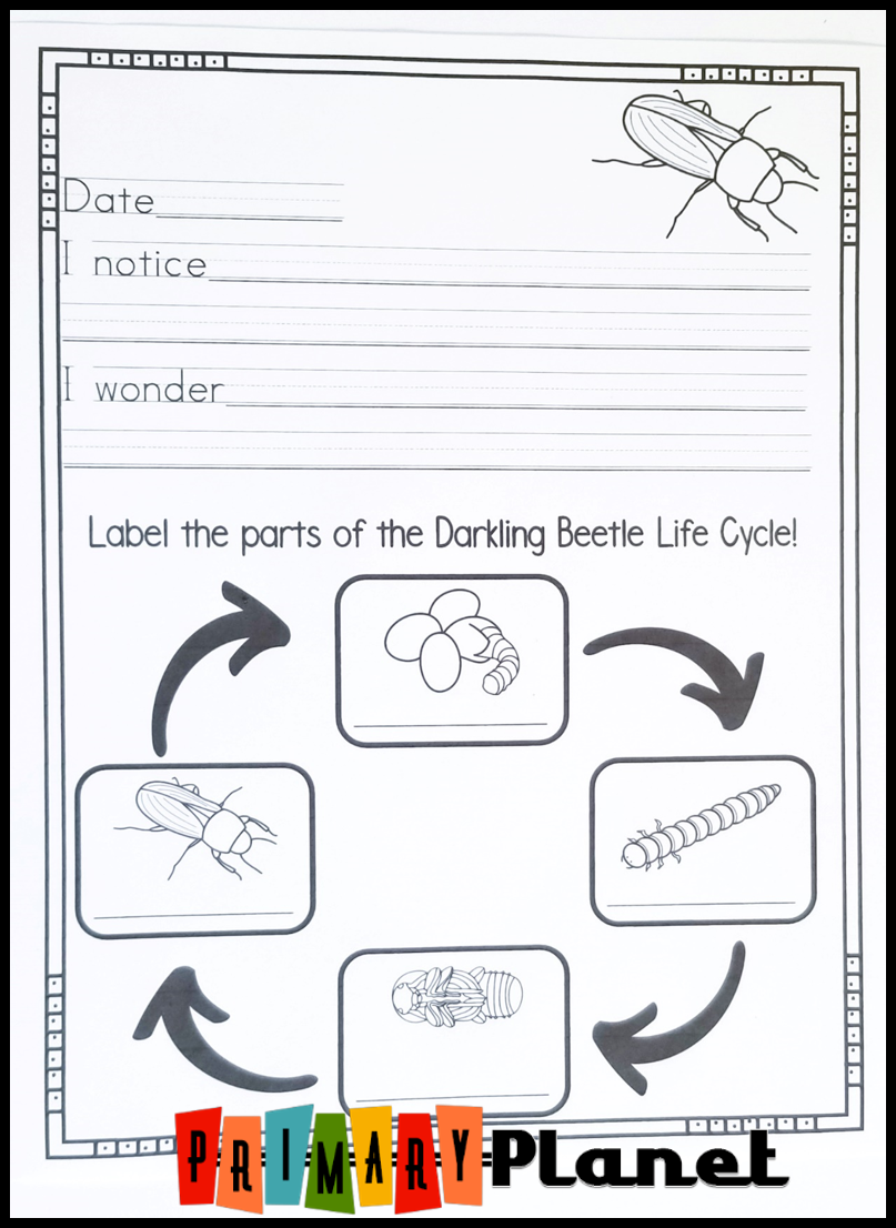Mentor Text Monday Mealworm Life Cycle Primary Planet