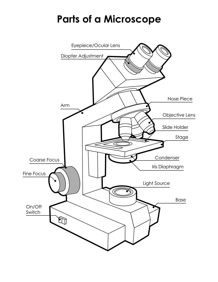 Microscope Diagram Labeled Unlabeled And Blank Parts Of A Microscope Microscope Diagram Labeled Unlabeled And Blank Parts Of A Microscope