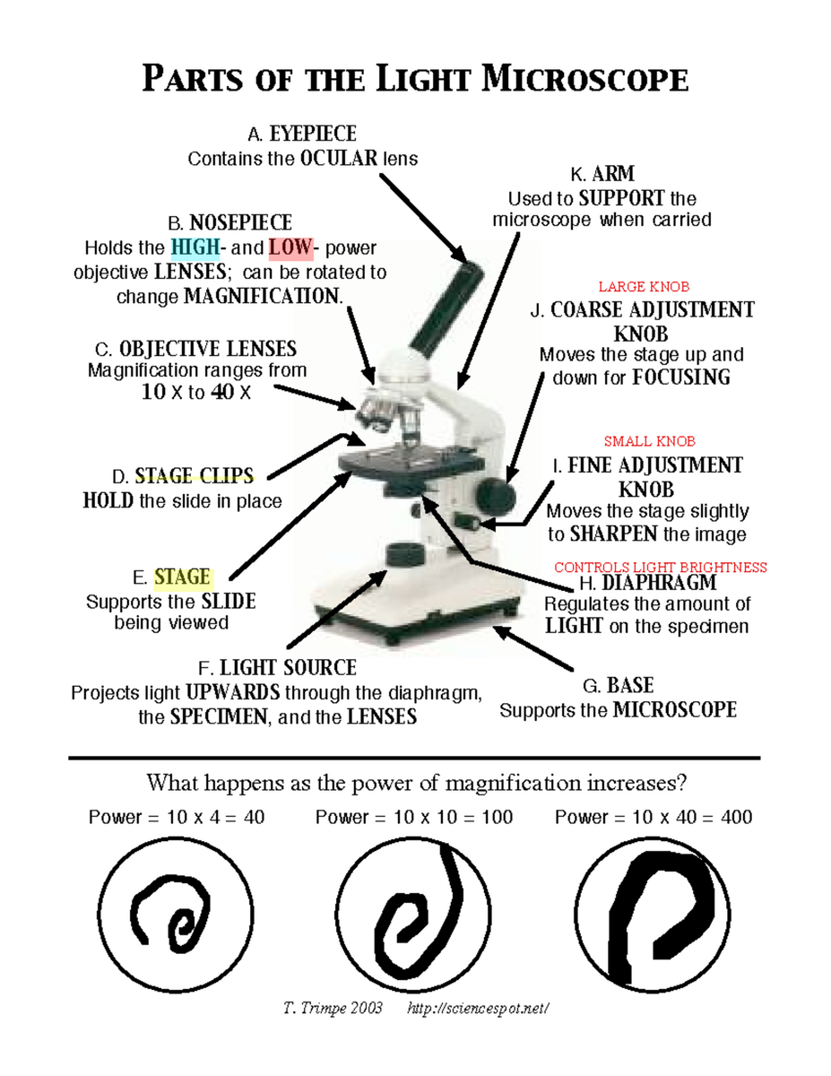 Microscope Mania Answer Key With Definitions For Light Microscope Parts Studocu