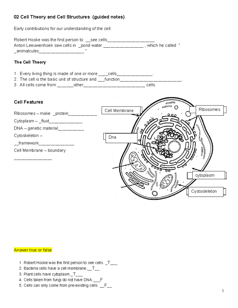 Mitosis And Cell Cycle Double Puzzle Study Guide SEEARHNITP Studocu