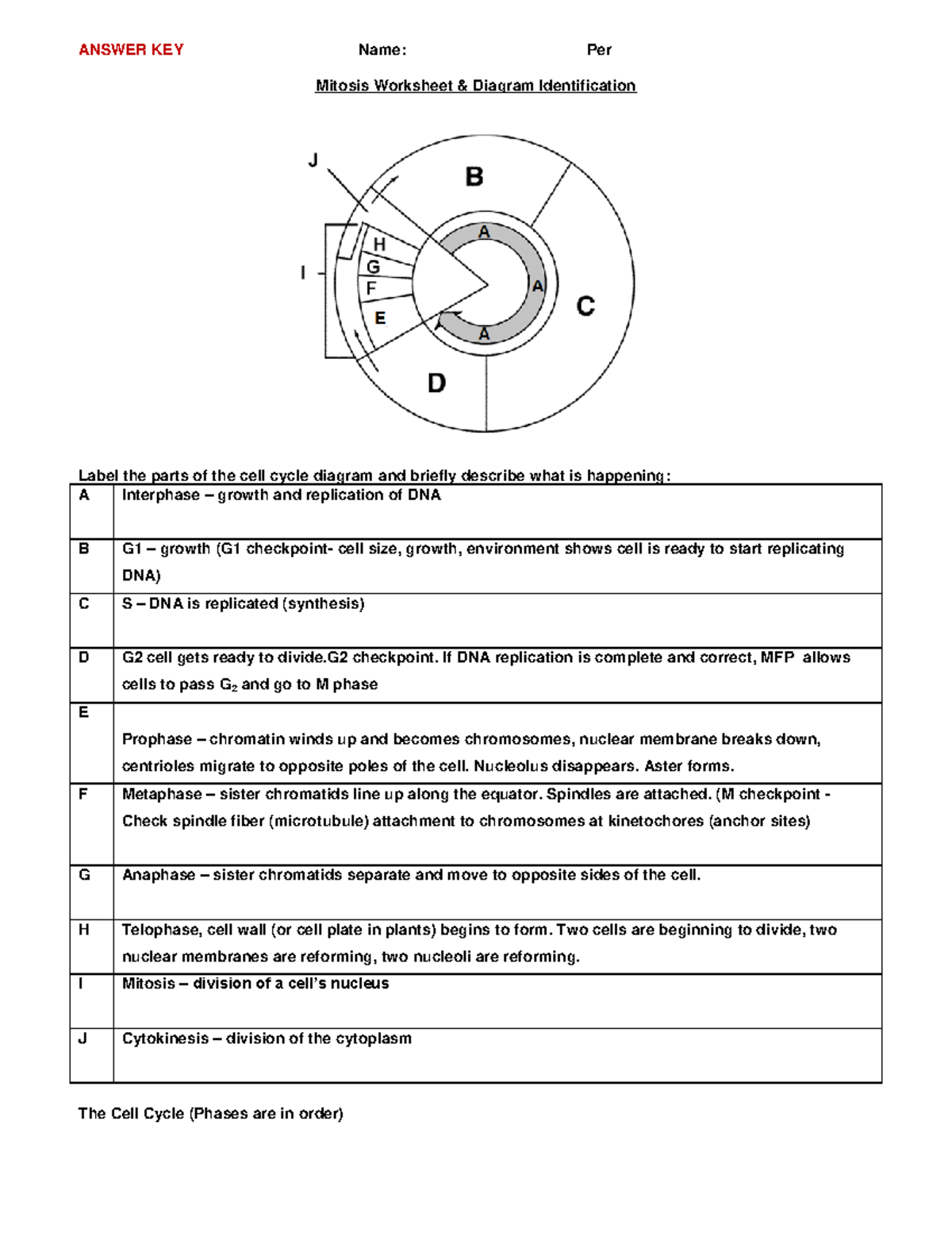 Mitosis Worksheet Answer Key Diagram Phase Descriptions Studocu Mitosis Practice Worksheet Understanding Cell Division Studocu
