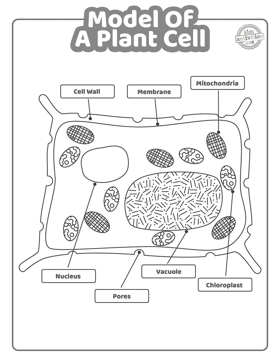 Model Of A Plant Cell Worksheet Coloring Pages Kids Activities Blog Model Of A Plant Cell Worksheet Coloring Pages Kids Activities Blog
