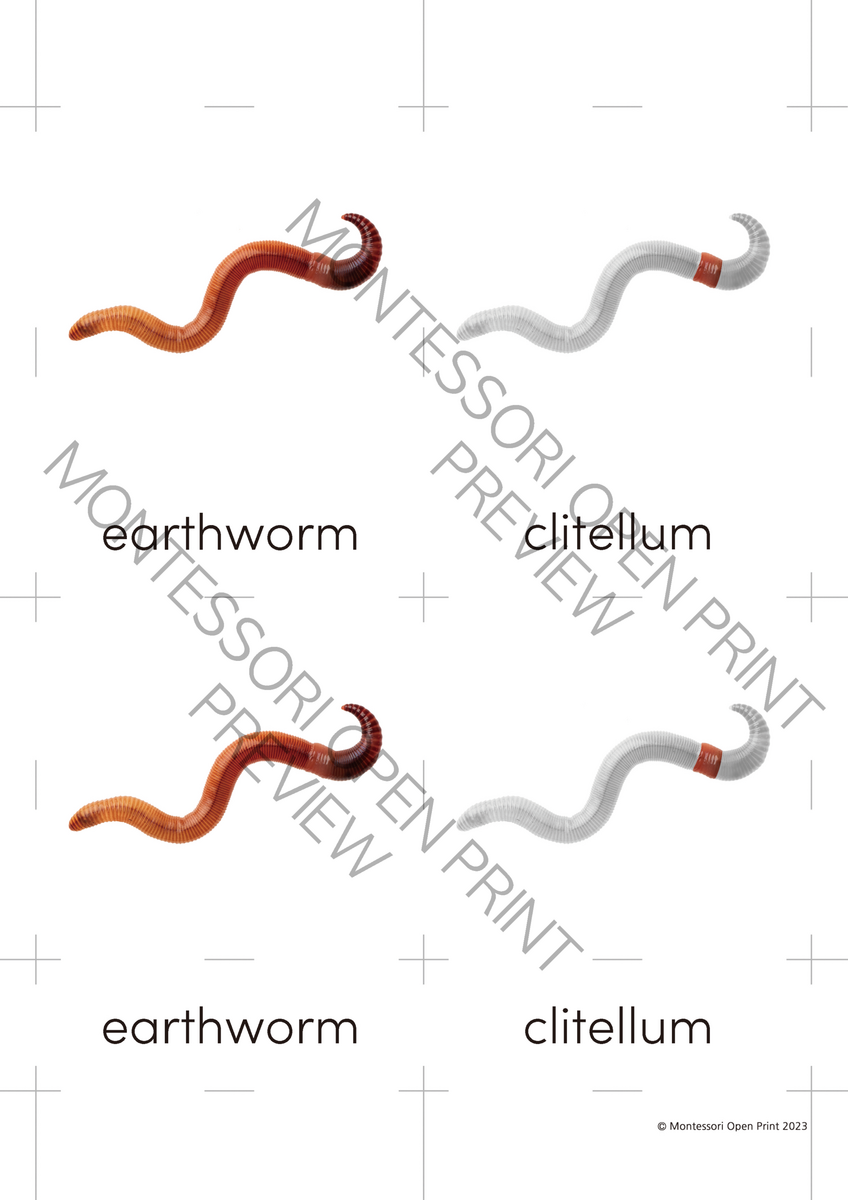 Montessori 3 Part Cards And Definitions Parts Of The Earthworm Made By Teachers Worm Diagram Worksheets WorksheetsGO