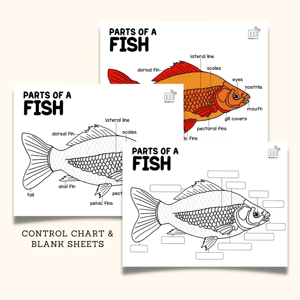 Parts Of A Fish Book Montessori Nomenclature Made By Teachers
