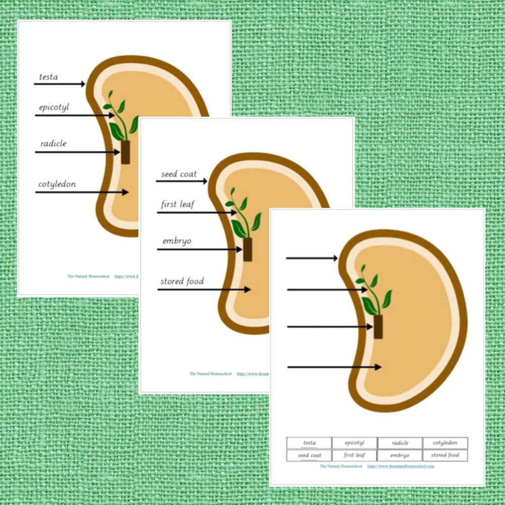 Montessori Parts Of A Seed Printable Bundle The Natural Homeschool Shop