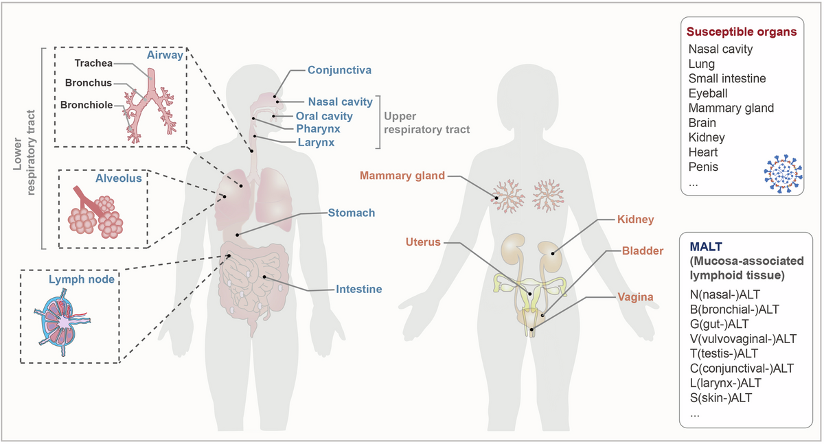 Mucosal Immune Response In Biology Disease Prevention And Treatment Signal Transduction And Targeted Therapy Mucosal Immune Response In Biology Disease Prevention And Treatment Signal Transduction And Targeted Therapy
