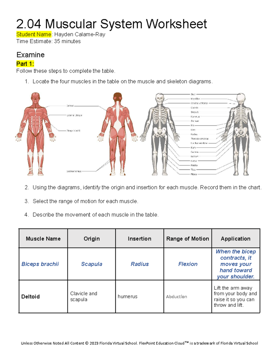 Muscular System Worksheet 2 04 Identification Movement Analysis Studocu