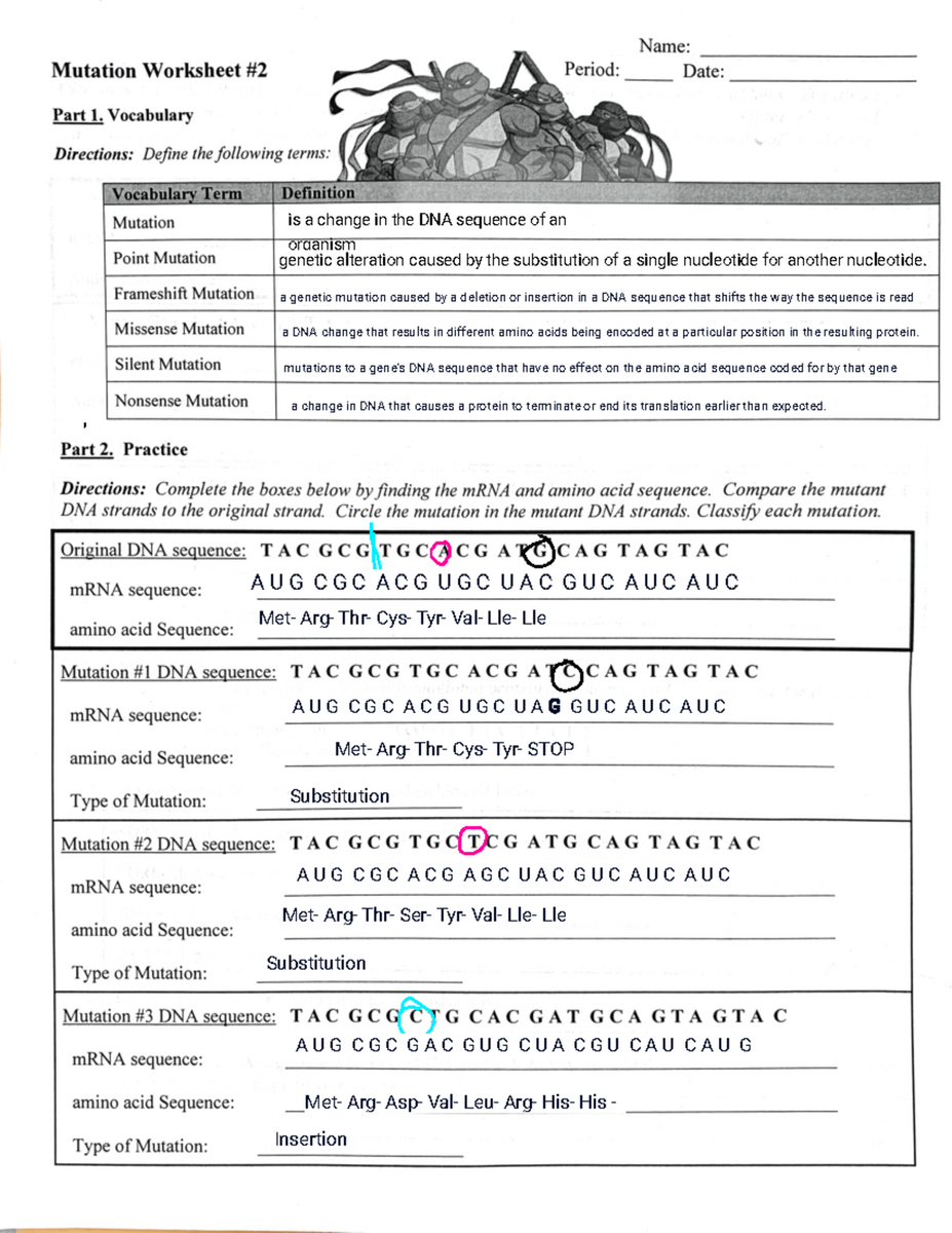 Mutation Worksheet Exploring Different Types Of Mutations Studocu