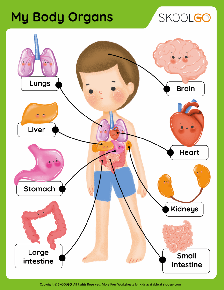 Internal Organs Of The Human Body Worksheets 7ESL