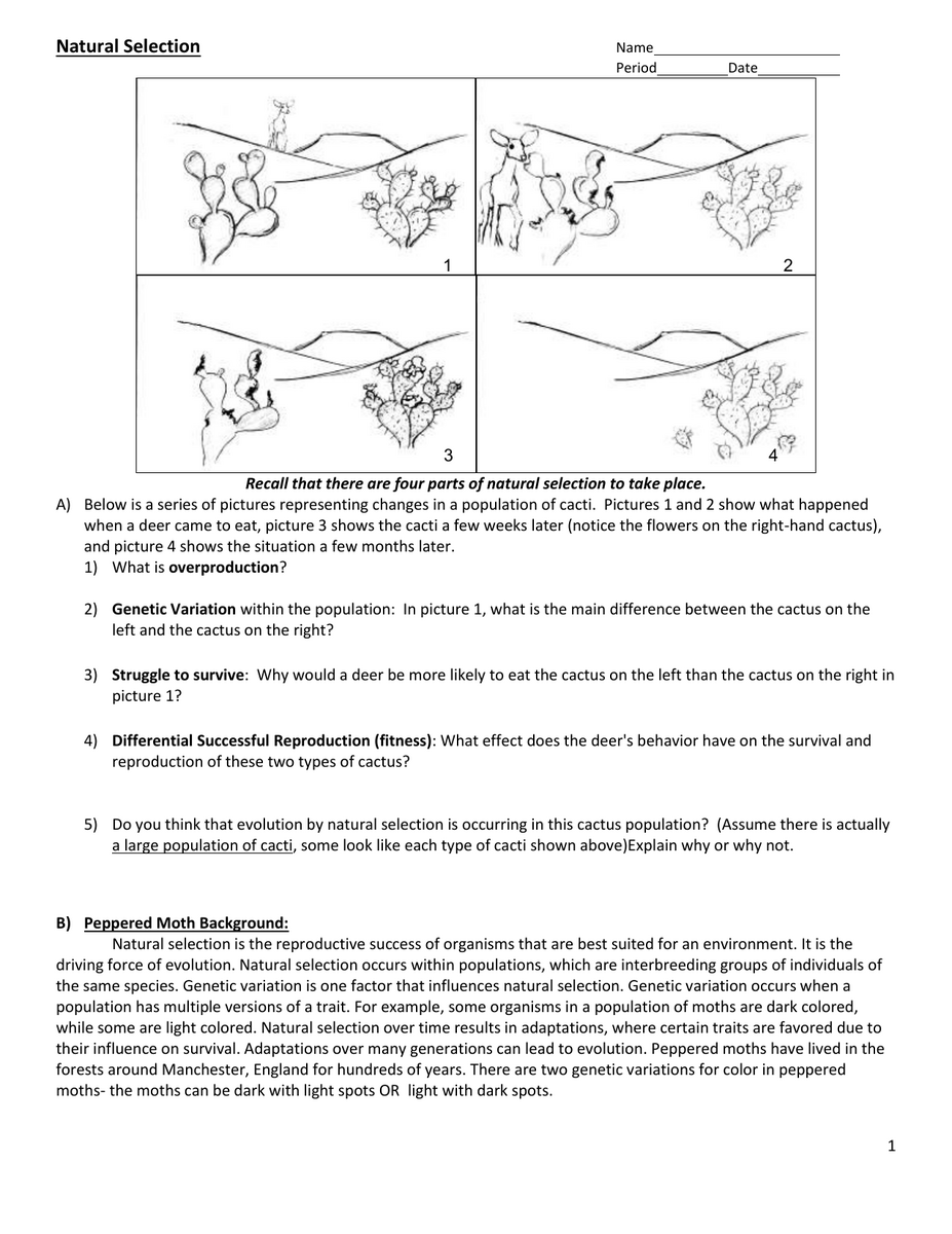 Evolution Worksheet Adaptation Natural Selection