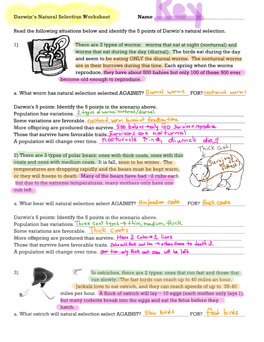 Natural Selection Worksheet Key Points And Examples On NS Studocu