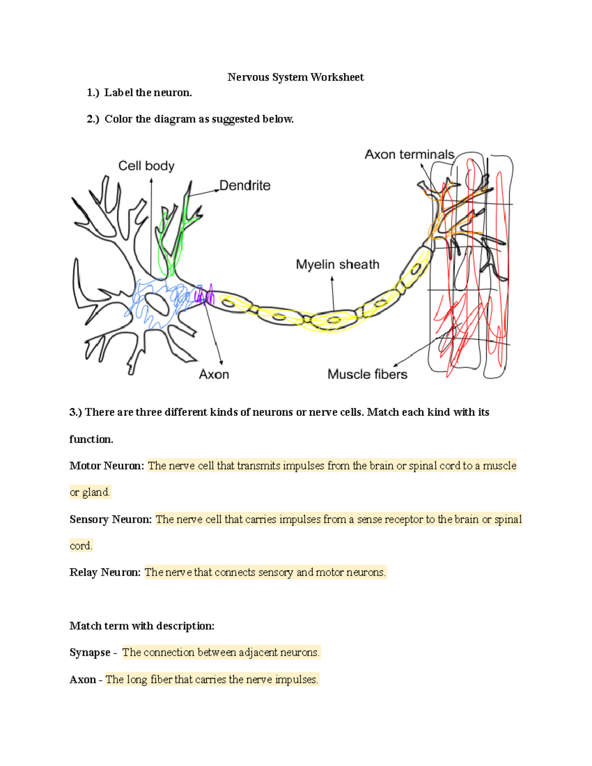 Nervous System Worksheet Structure And Function Exploration Studocu Nervous System Worksheet Structure And Function Exploration Studocu