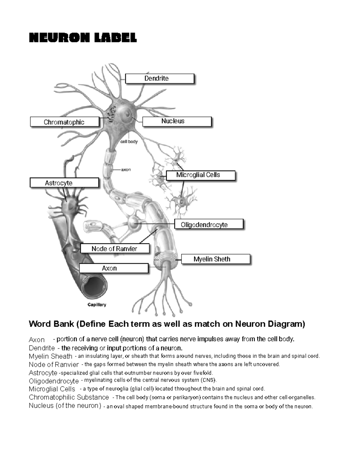 Neuron Anatomy Labeling Guide Terminology Diagram Matching Studocu