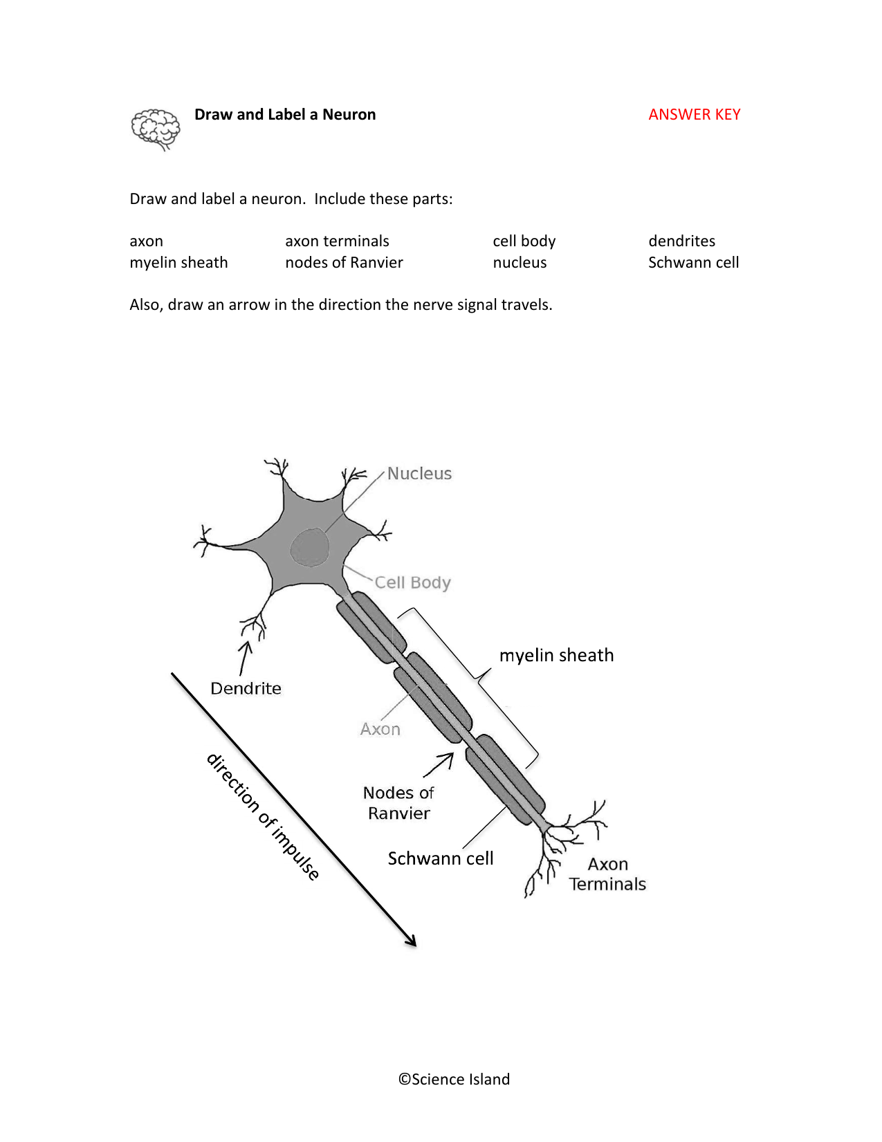 Neuron Anatomy Worksheet Label The Parts Of A Neuron