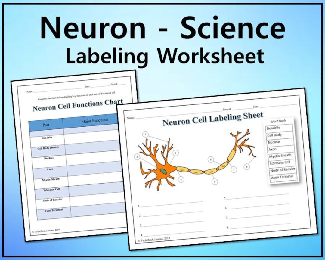 Neuron Cell Labeling Functions Science Worksheet Editable DIGITAL DOWNLOAD Etsy Israel Neuron Cell Labeling Functions Science Worksheet Editable DIGITAL DOWNLOAD Etsy Israel