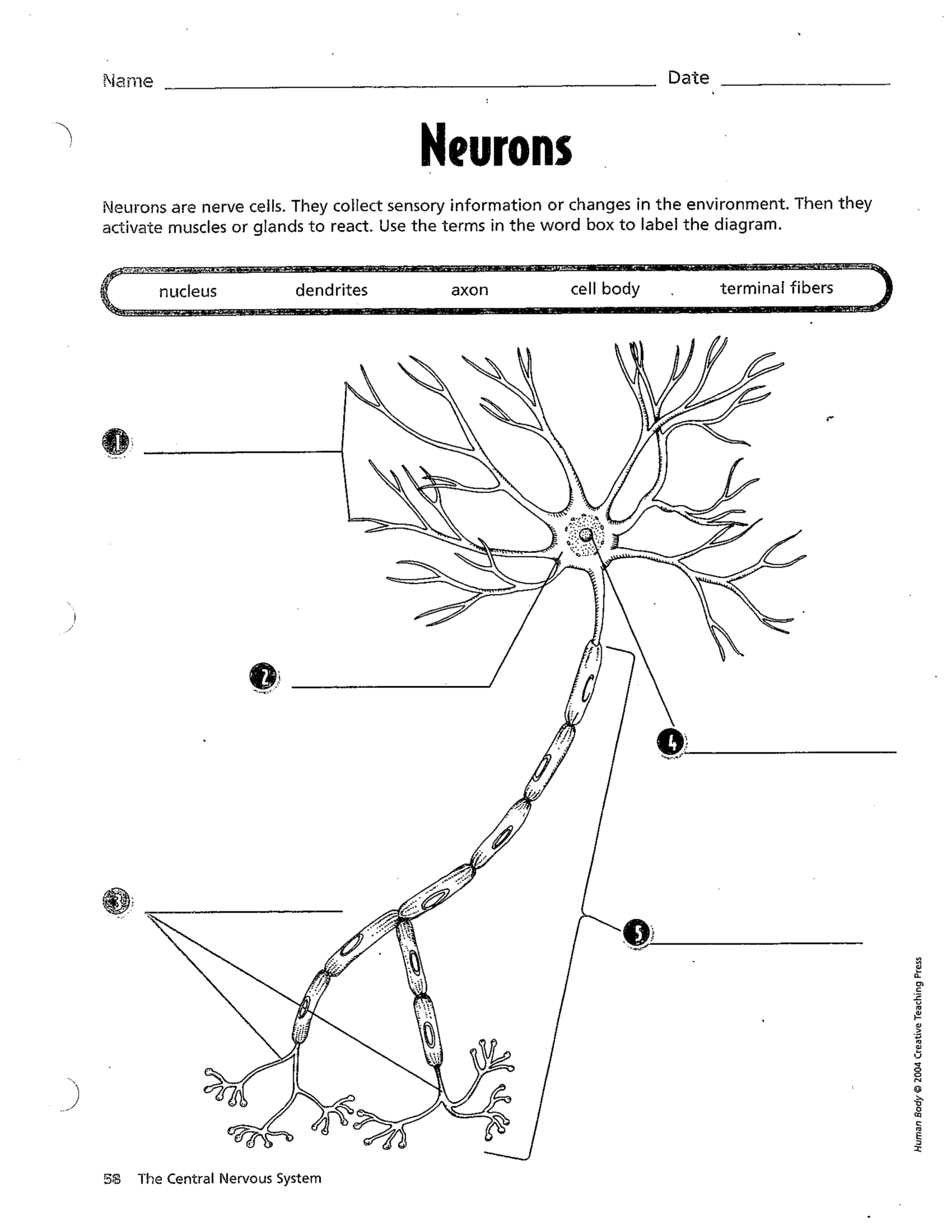 Neurons Meghann Marshall Library Formative Neurons Meghann Marshall Library Formative