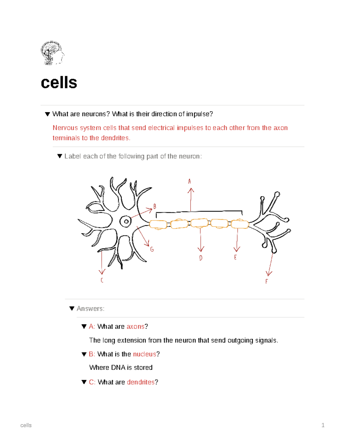 Neuroscience 101 Comprehensive Cell Study Notes On Neurons Studocu