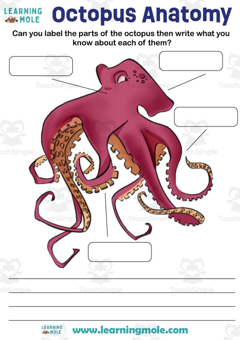 Octopus Activity By Teach Simple
