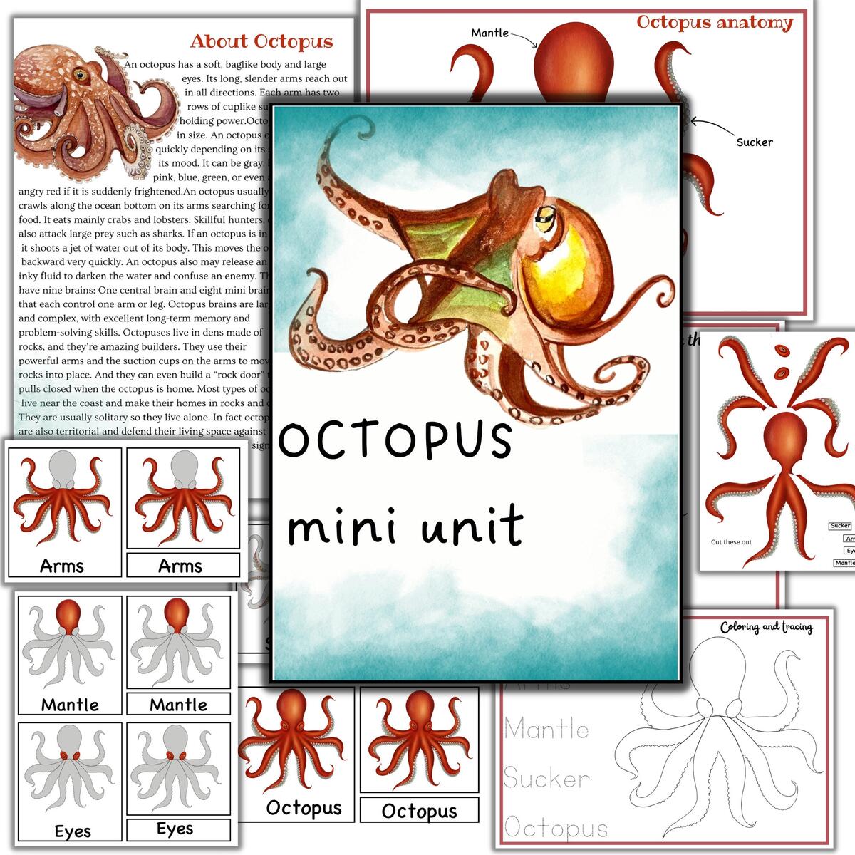 Octopus Mini Unit Study Octopus Printable Puzzle Octopus Activities Mollusks Study Sea Creature Printable Etsy Octopus Mini Unit Study Octopus Printable Puzzle Octopus Activities Mollusks Study Sea Creature Printable Etsy