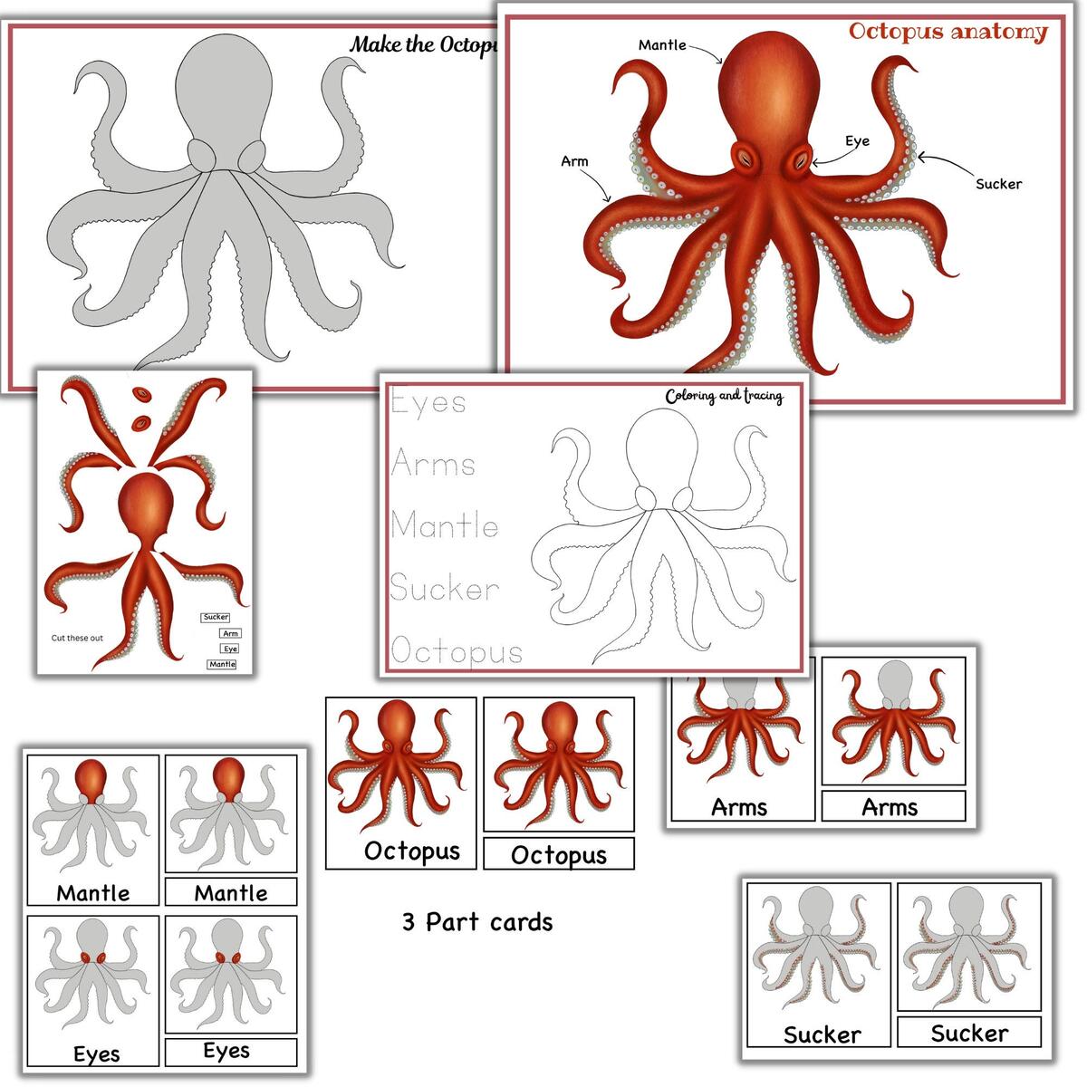 Octopus Mini Unit Study Octopus Printable Puzzle Octopus Activities Mollusks Study Sea Creature Printable Etsy Design Works Other Stuff A Personal Portfolio Parts Of The Octopus