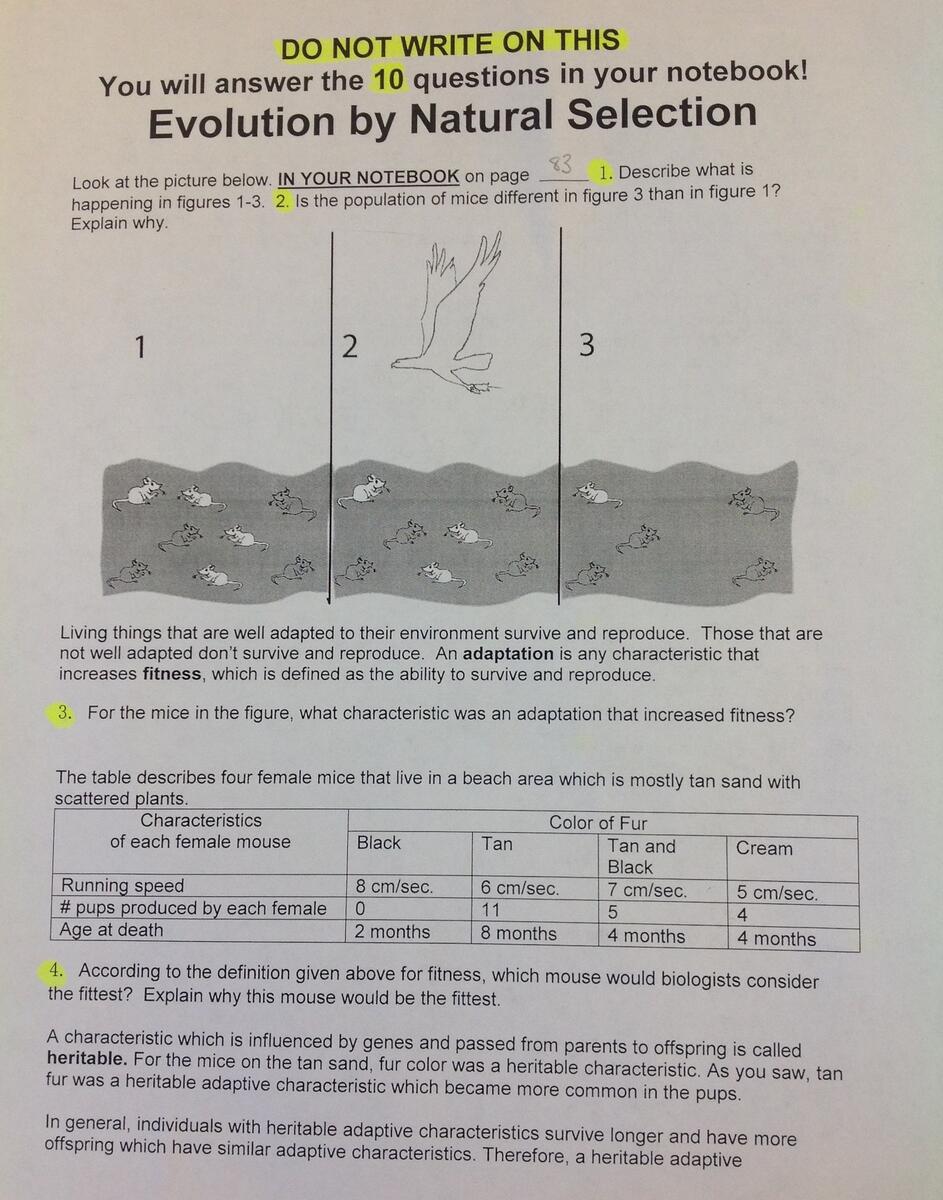 Origins Of Life Natural Selection Evolution Wilcoxbiology Worksheets Library