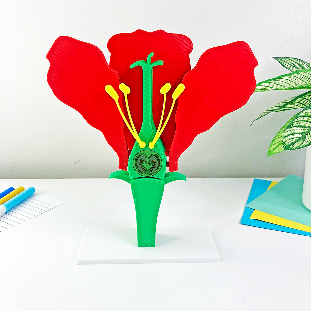Our Flower Parts Cross Section Model Is The Perfect Hands on Science Tool