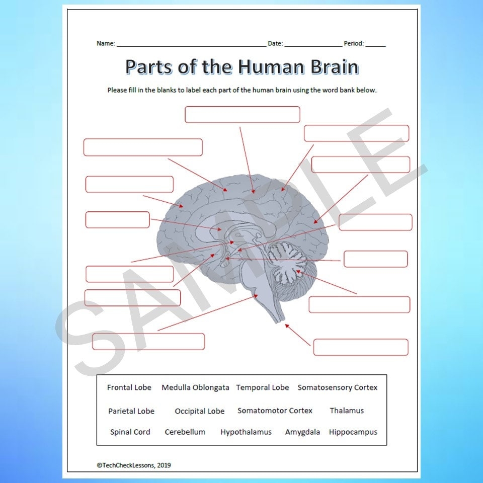 Parts And Functions Of The Brain Labeling Worksheet Science Editable DIGITAL DOWNLOAD Etsy