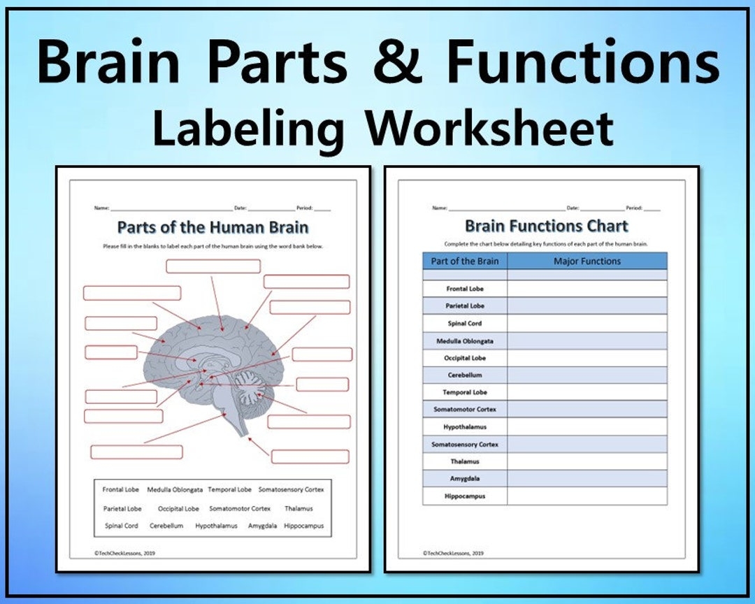 Parts And Functions Of The Brain Labeling Worksheet Science Editable DIGITAL DOWNLOAD Etsy Parts And Functions Of The Brain Labeling Worksheet Science Editable DIGITAL DOWNLOAD Etsy